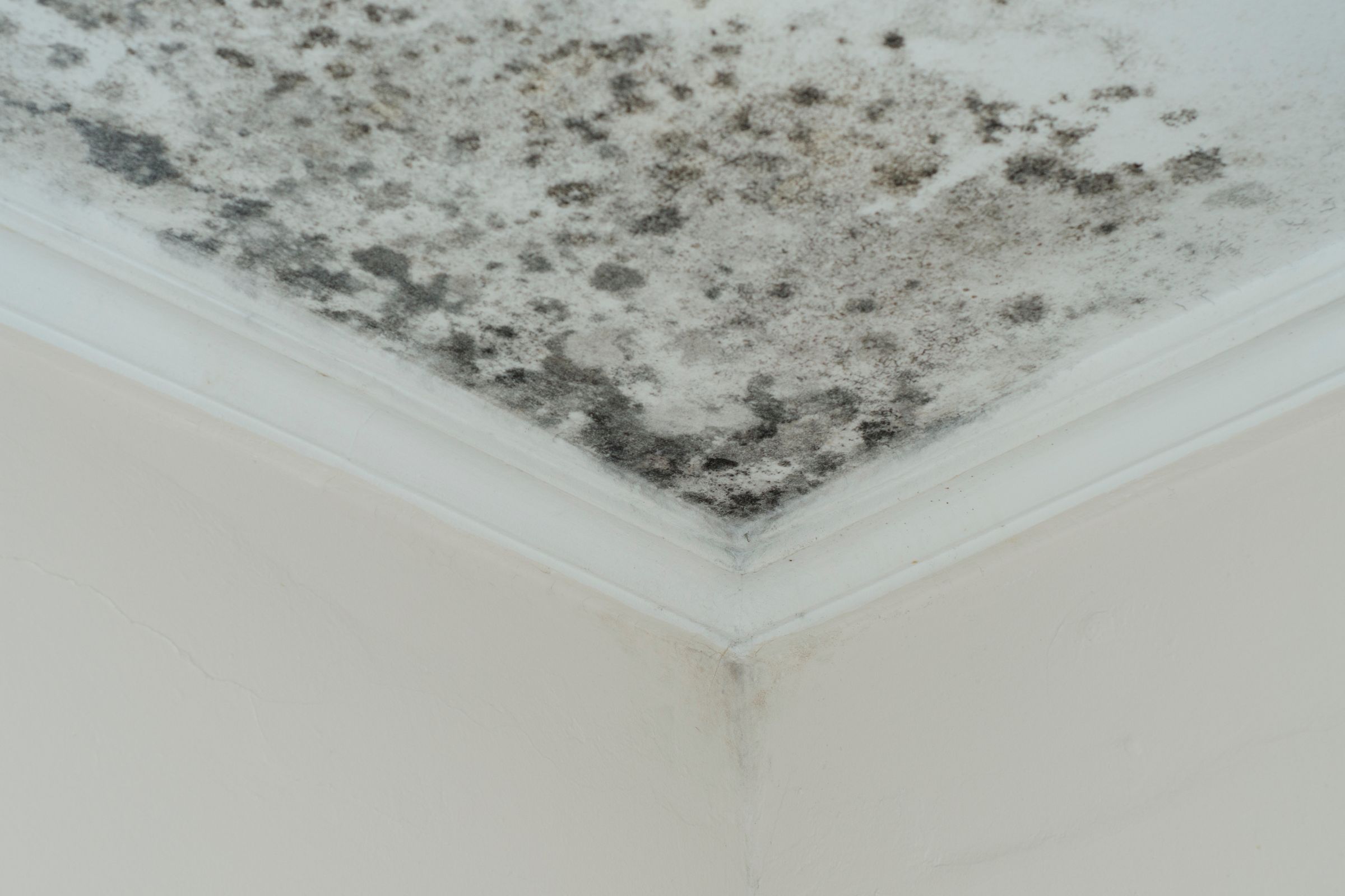 Black mold on a ceiling in a room, highlighting the need for mold removal services in Miami, FL.