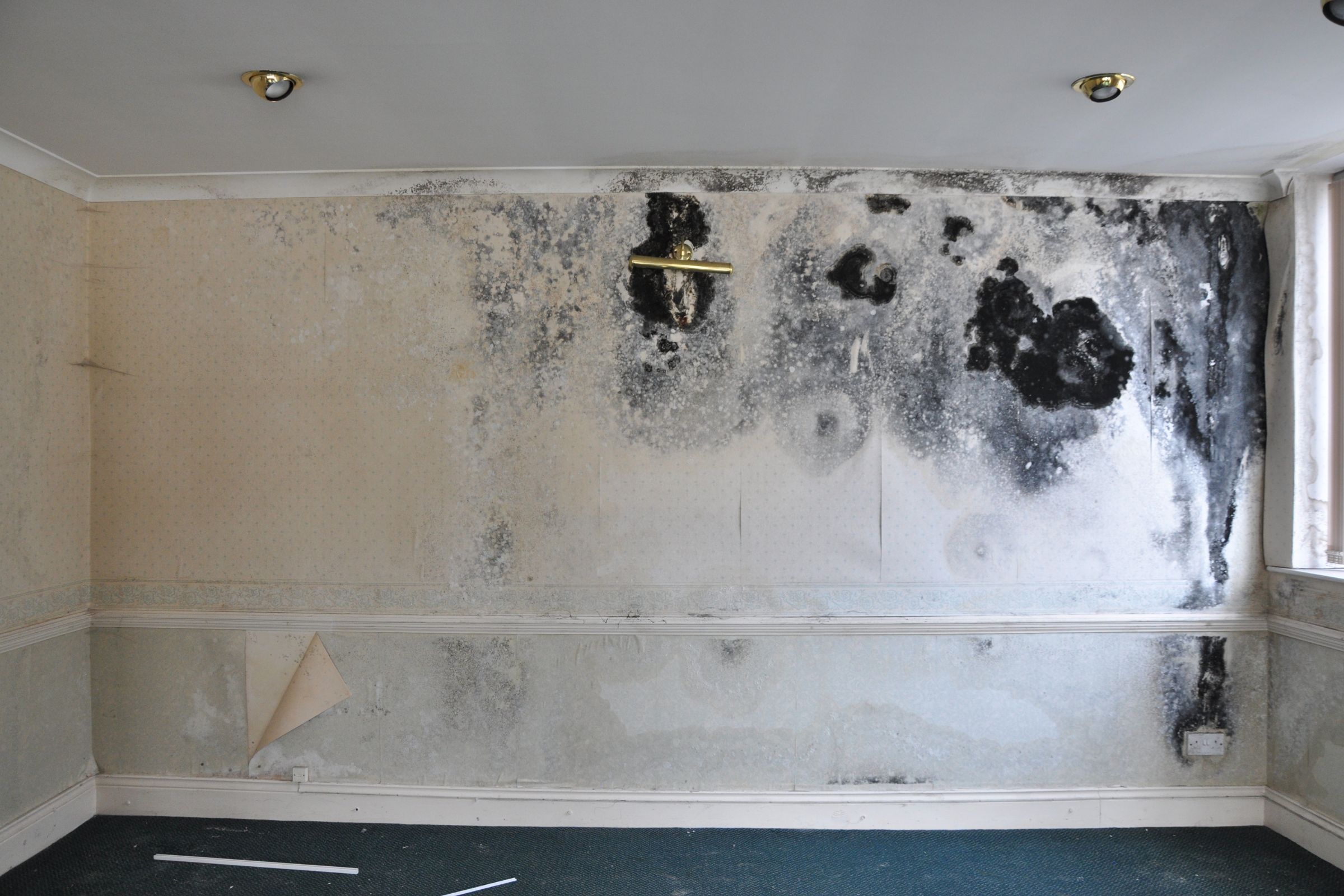 A basement room showing mold on the wall, with a window, highlighting the need for mold removal services in Miami, FL.